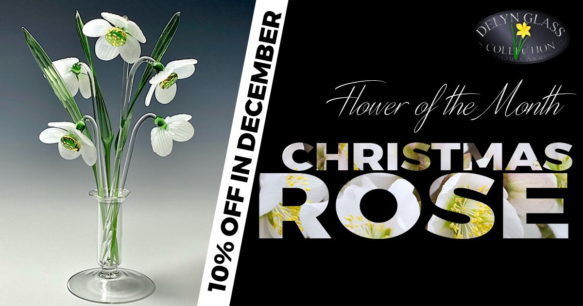 10% Off Christmas Roses throughout November & December