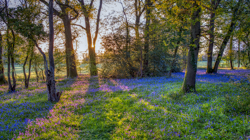 Bluebells in the wilds of Wales
