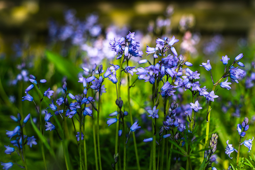 Bluebells Close-up