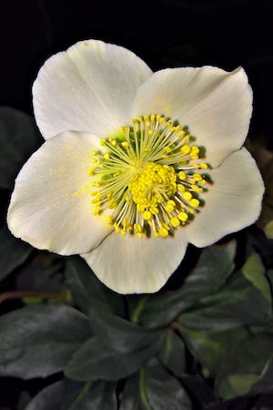 Christmas Roses Close-up