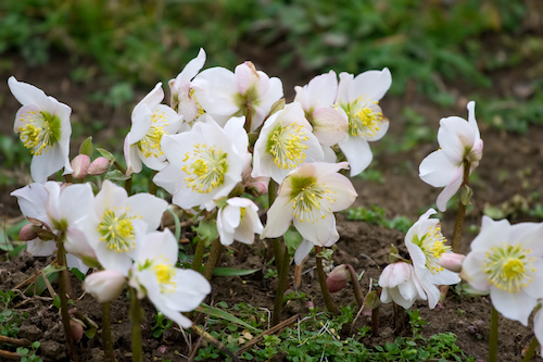 Christmas Roses