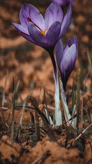 Snowdrops Close-up