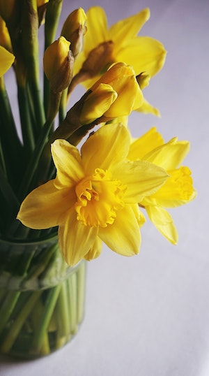 Daffodils Close-up