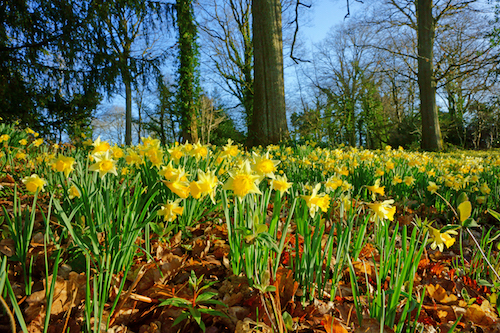 Daffodils in the wilds of Wales