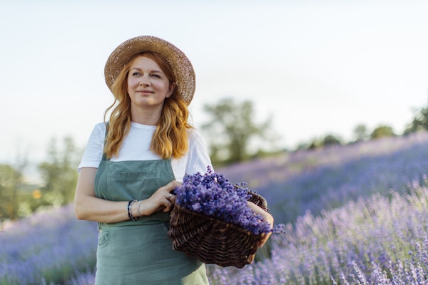 Woman holding a basket of Lavender with field of lavender in background