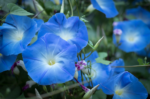 Morning Glory Close-up