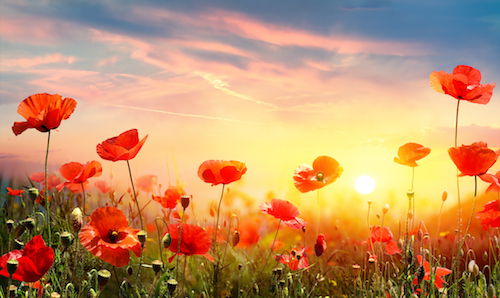 Poppy Field