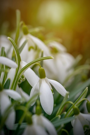 Snowdrops Close-up