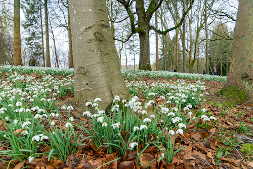 Snowdropss