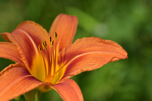 Stargazer Lilies Close-up