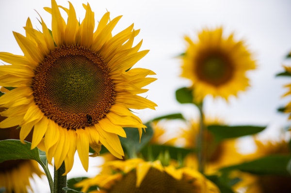 Sunflower fields
