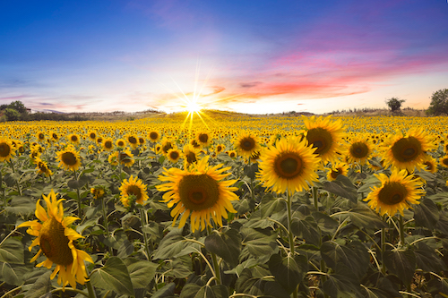 Sunflowers Close-up