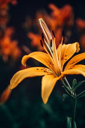 Tiger Lily Close-up