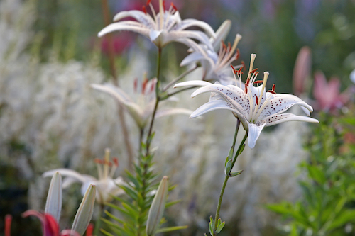 Tiger lilies